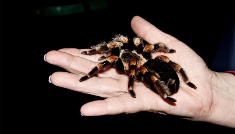 A person holds a tarantula in their hand against a dark background