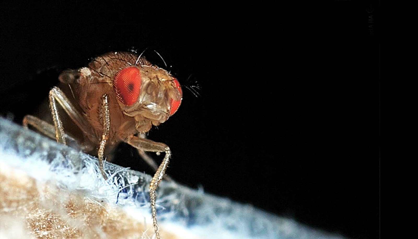 How Being Yellow Messes Up Fruit Fly Sex Lives Futurity