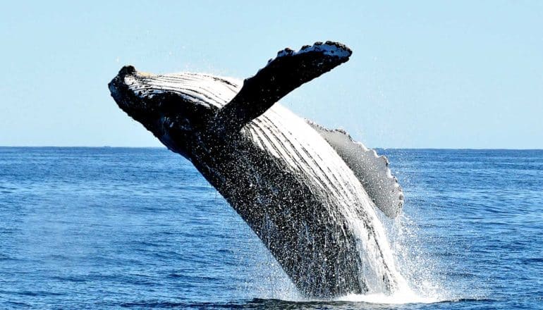 A humpback whale breaches out of the ocean