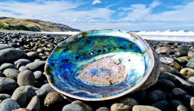 A shell sits on a rocky beach, with its colorful nacre showing in the sun