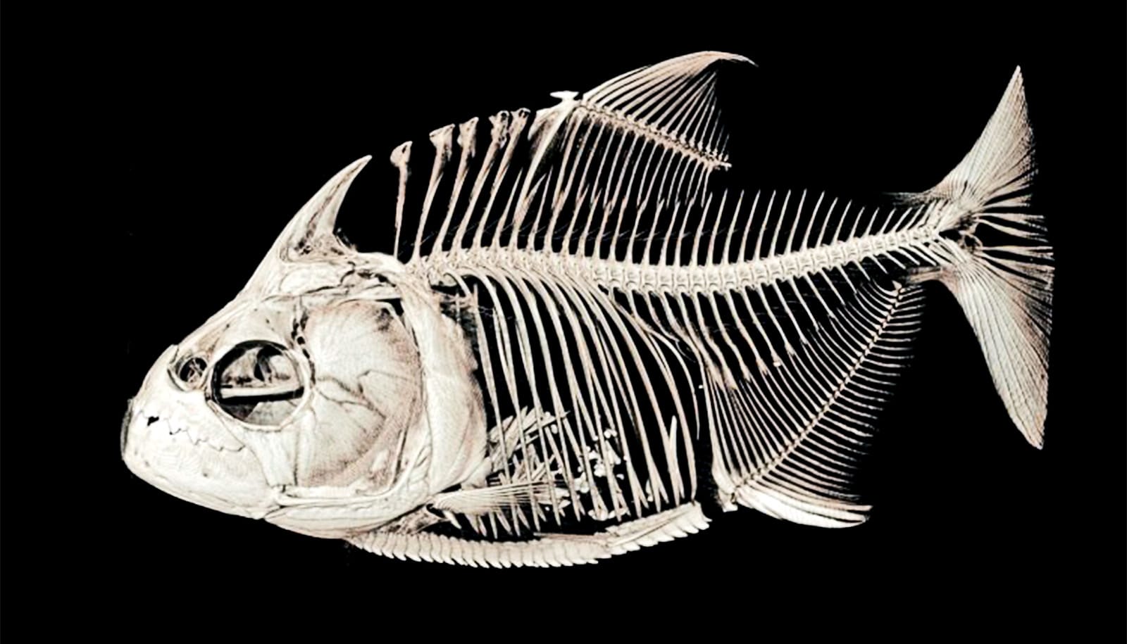 Скелет хищной рыбы