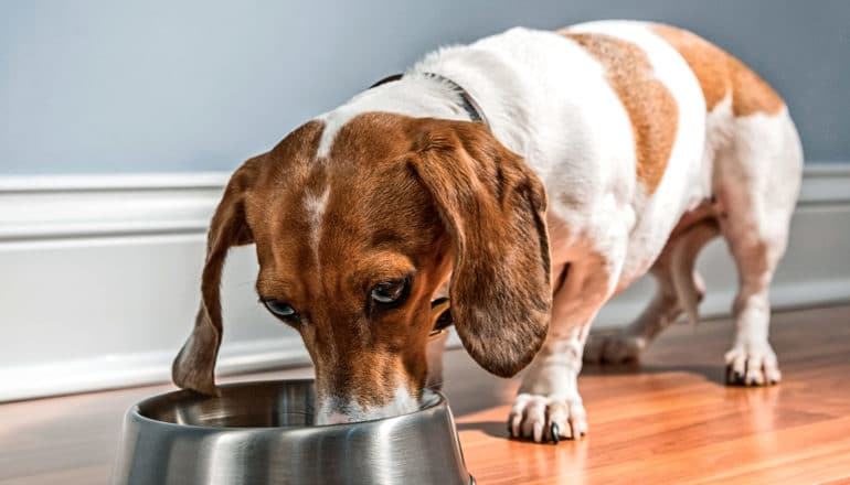 dog eats from dish