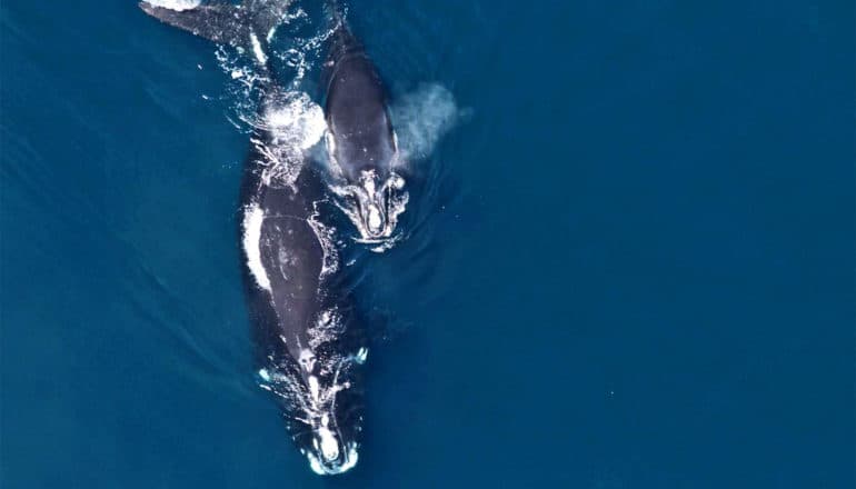 A right whale mother and calf swim closely together in the ocean while the calf blows water from its blowhole