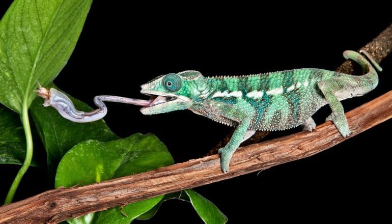 A green chameleon whips its tongue out to capture an insect, while it stands on a branch against a black background