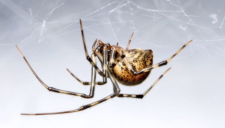 A spider hangs in a web upside-down with it's legs beneath it (spiders)