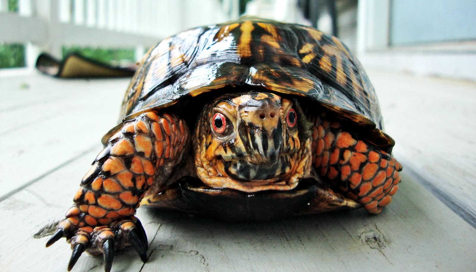 turtle with broken shell