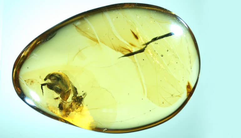 drop of amber with beetle inside