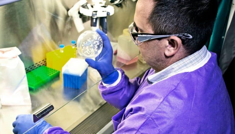 A researcher in purple holds a petri dish of anthrax behind a glass shield