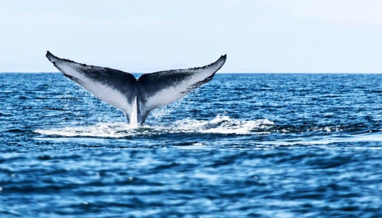 A blue whale's tail pokes above the surface of the water as the whale dives