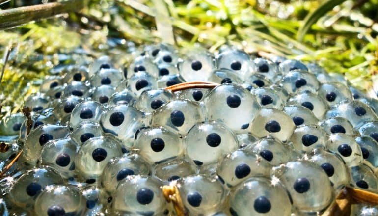 The sun shines on some frog eggs sitting near some grass