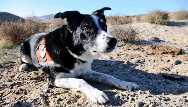 The black and white dog is sitting on the dusty ground while wearing an orange vest