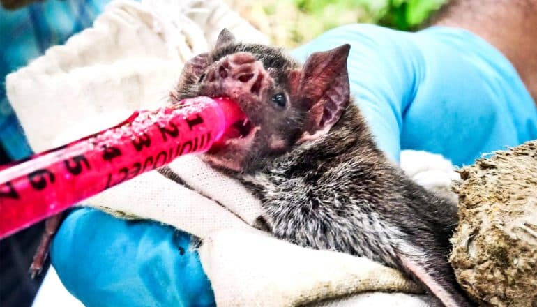 A researcher holds a vampire bat while feeding it bright pink/red gel with a pipette