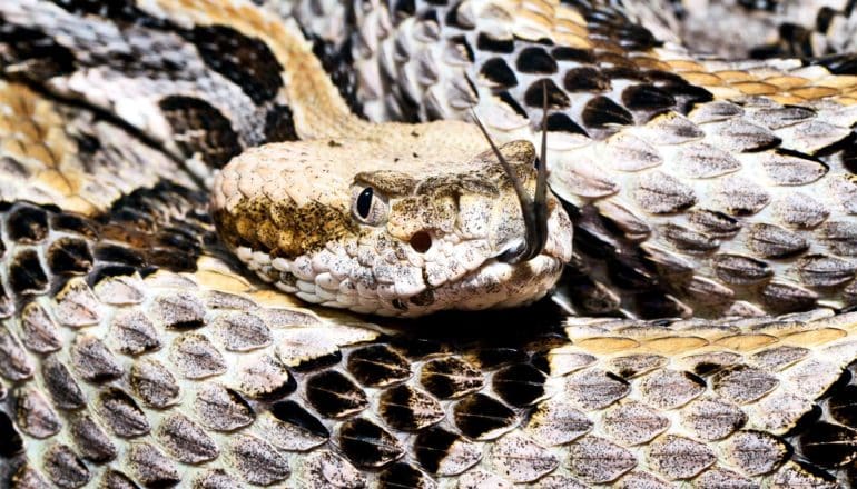 A black, tan, and yellow rattlesnake pokes out its forked tongue, while coiling its body around its head