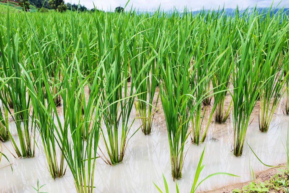 Climate Change Could Double Toxic Arsenic in Rice