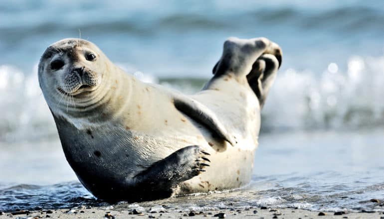 A seal lays on its side on a beach