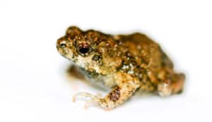 A túngara frog on a white background