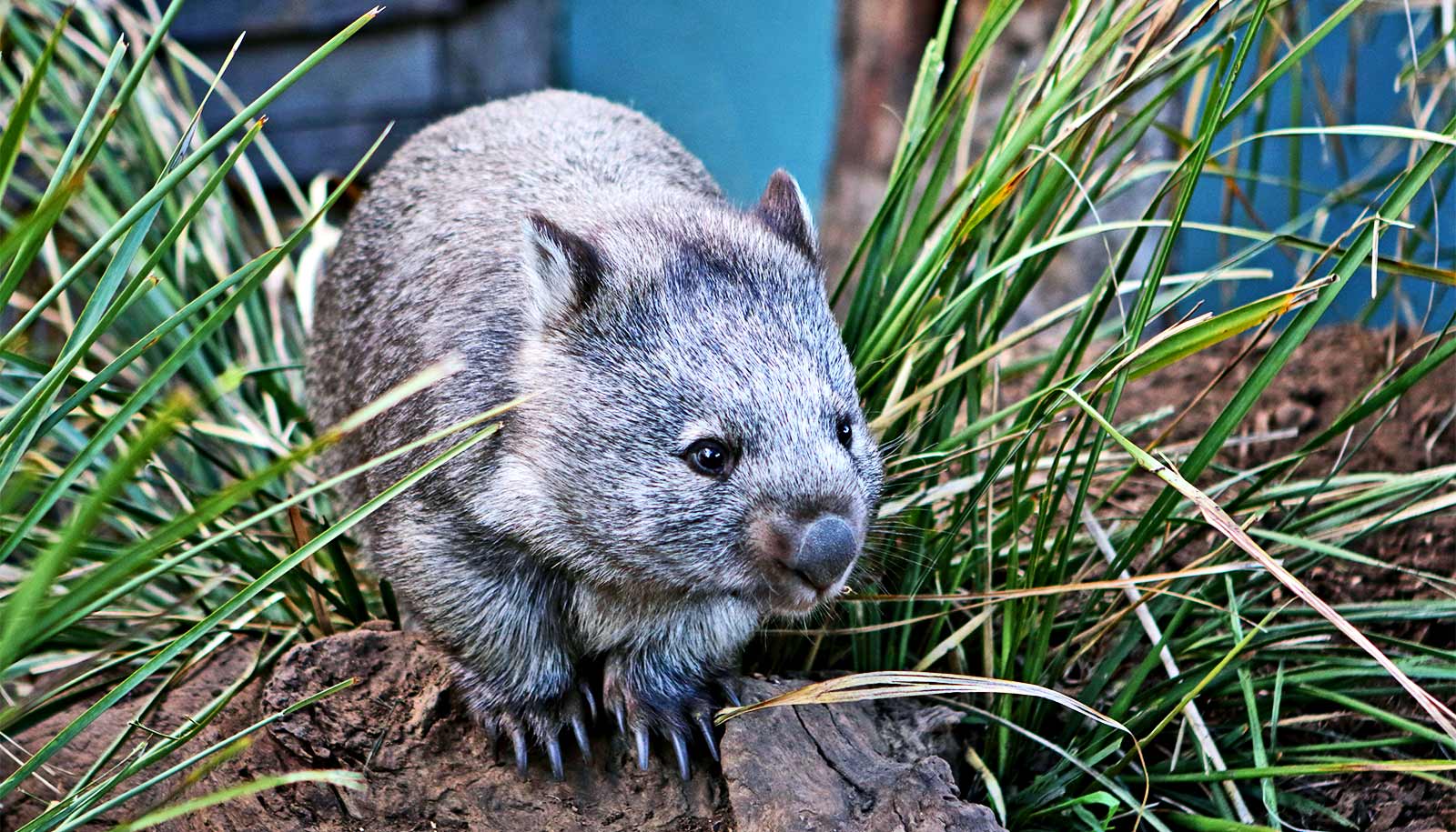 Wombat Skulls Are Changing In Response To Food Futurity