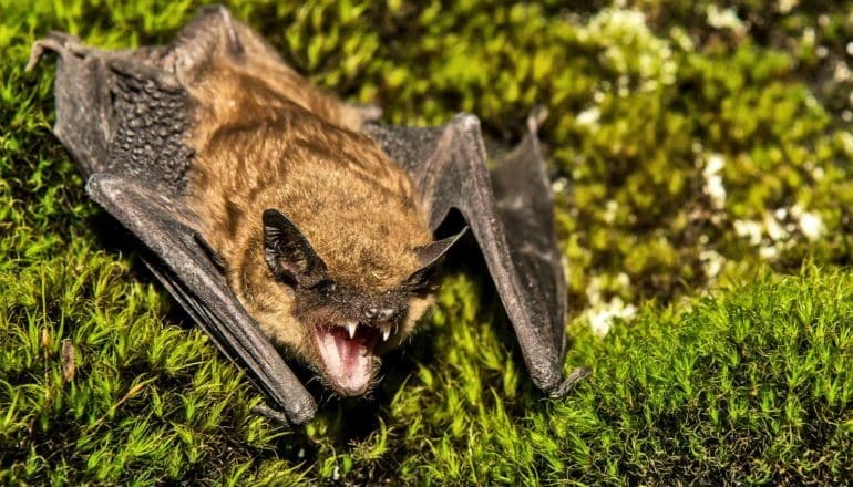 A big brown bat bares its teeth while sitting on some green moss