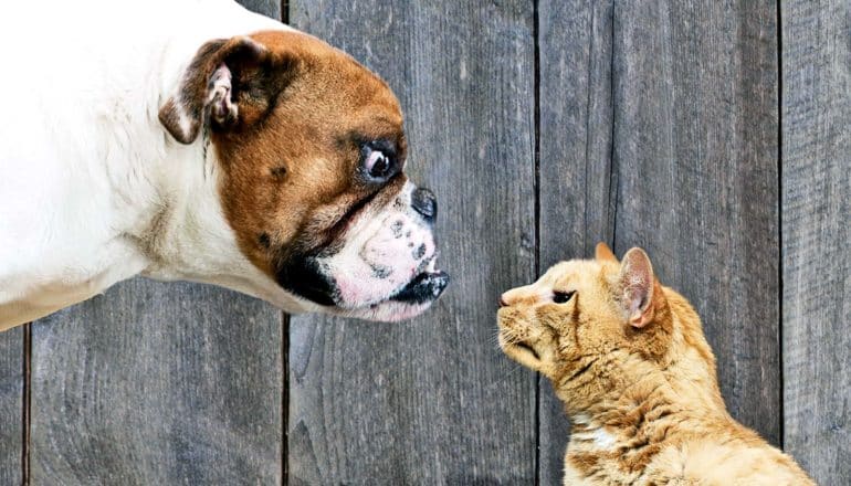 A bulldog looks down at an orange cat with a wooden fence in the background