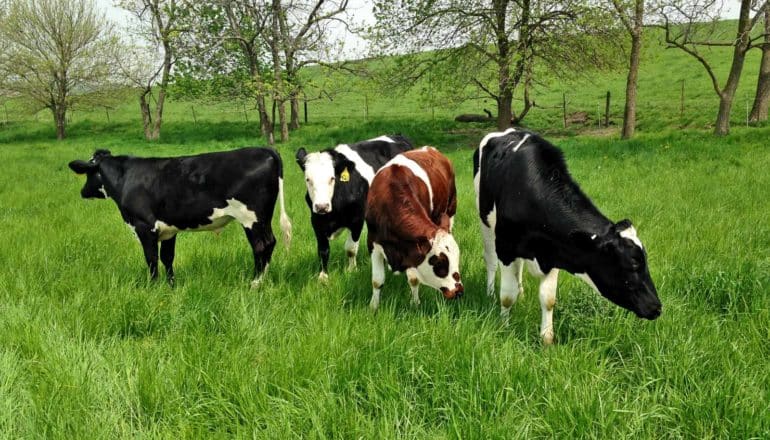 four cows in grassy field