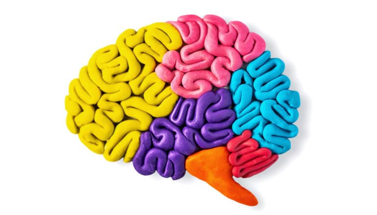 A brain made of clay of different colors sits on a white background