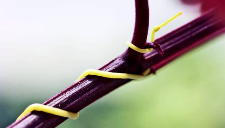 A green dodder vine wraps around the stalk of another plant