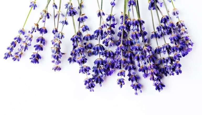 Deep purple lavender flowers hangs down over a white background