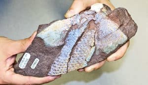 A research holds up a cast with a fossilized fin that appears rainbow colored