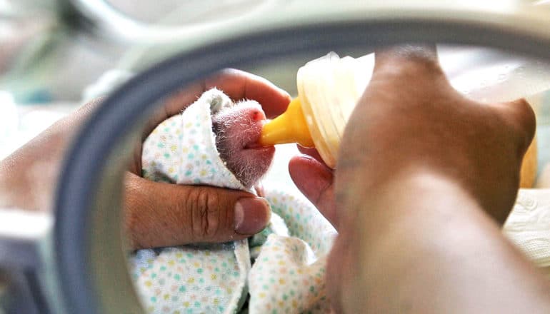 A person cradles a newborn giant panda cub in one hand while feeding it with a bottle in the other