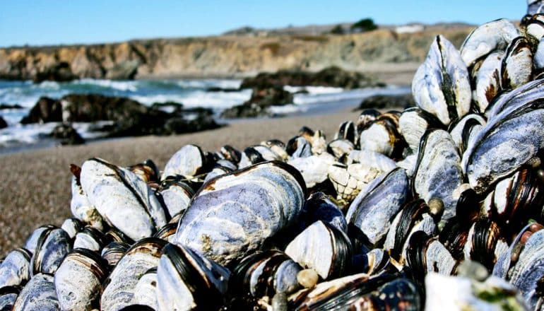 Mussels sit on a beach with a ocean-side cliff in the background