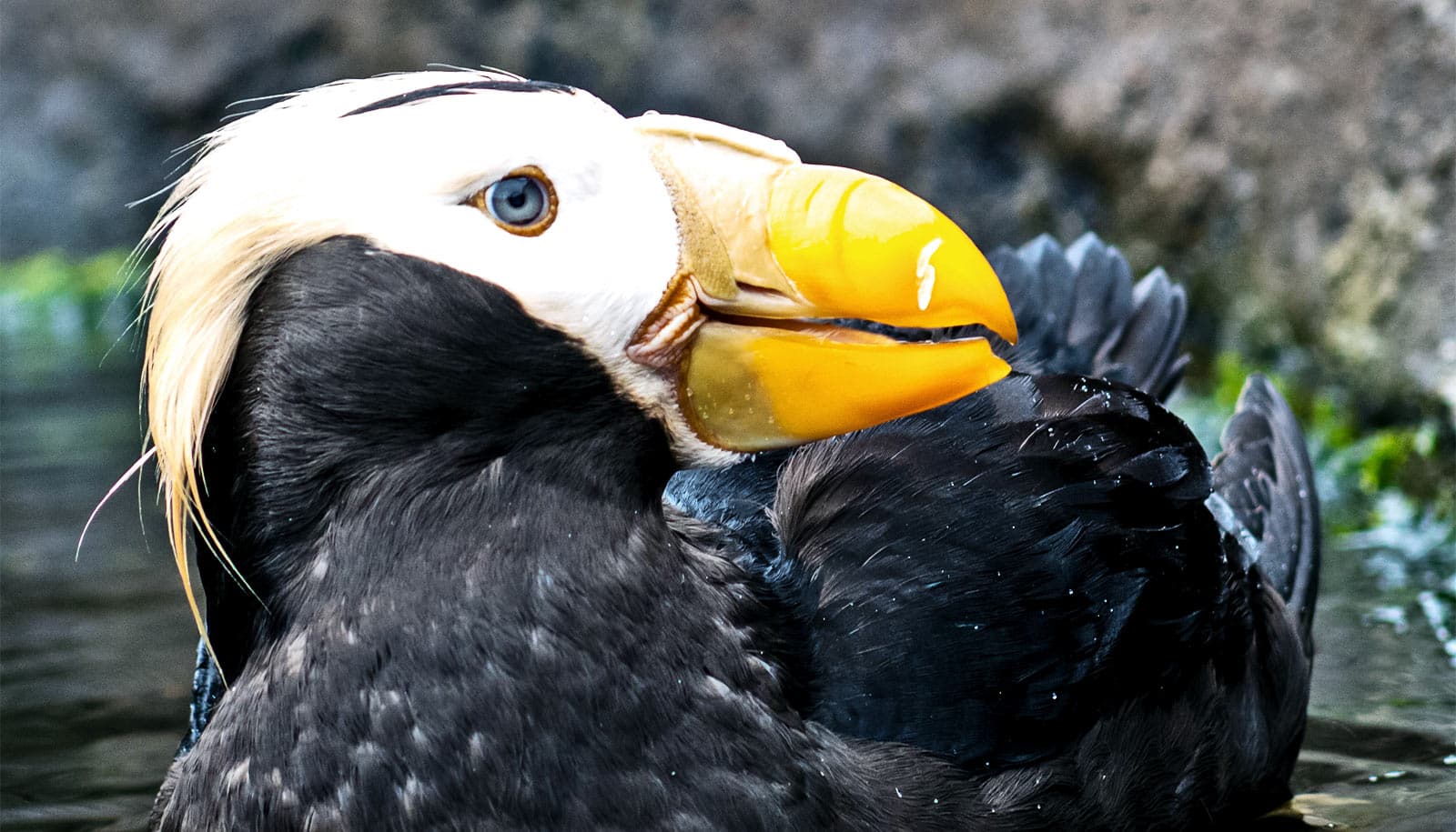 puffin food