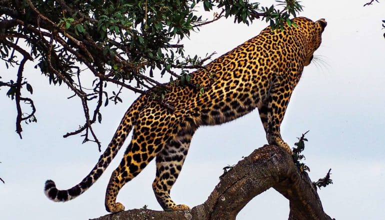 leopard in tree