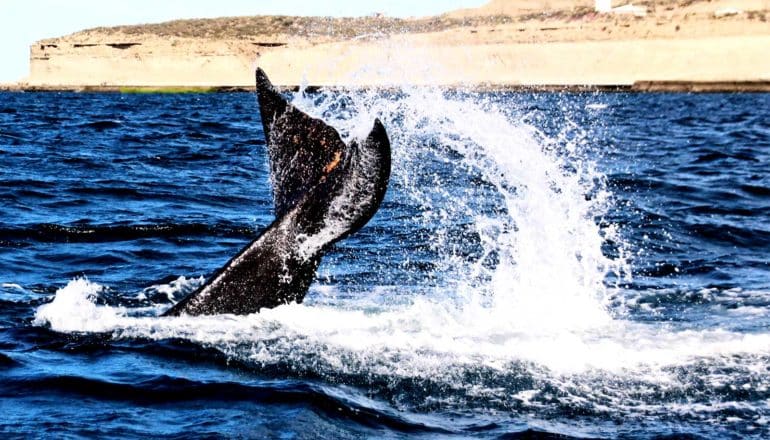 A whale's tail rises above the water's surface, making a rainbow-like arc of water