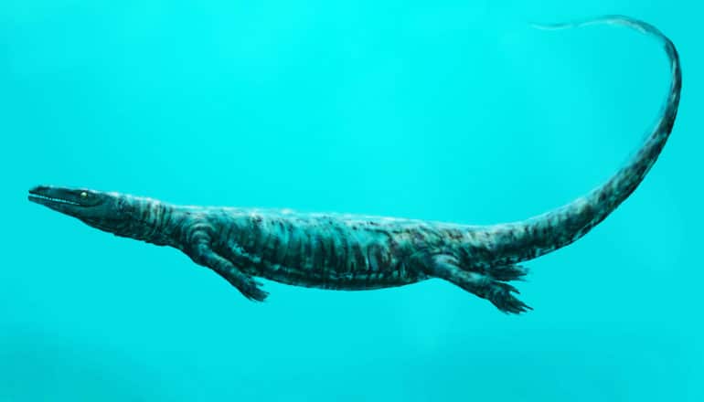 lizard-like dinosaur swims underwater