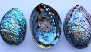 three iridescent shells