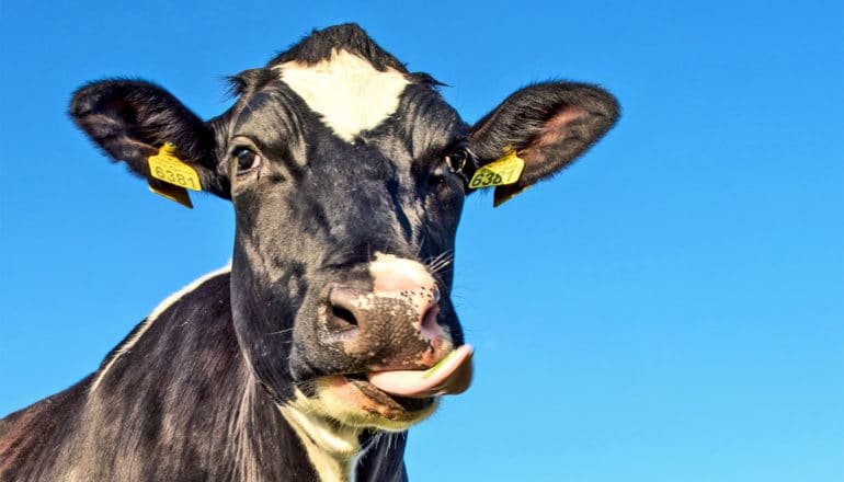 A black and white cow looks at the camera while eating grass, with a bright blue sky in the background