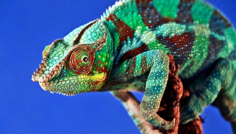 A green, striped chameleon sits on a branch against a deep blue background