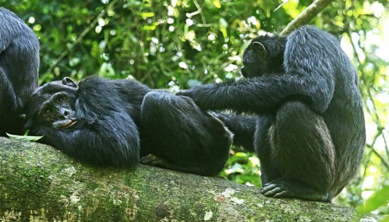 The younger chimp is perched on a log behind the older, scratching the older chimapnzee's back as it looks back at the younger chimp