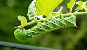 A bright green caterpillar hangs upside-down while eating a tomato plant, with light passing through its leaves (crops concept)