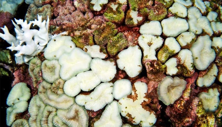 The partially bleached coral appears part bright white, with some reddish parts covered by green algae