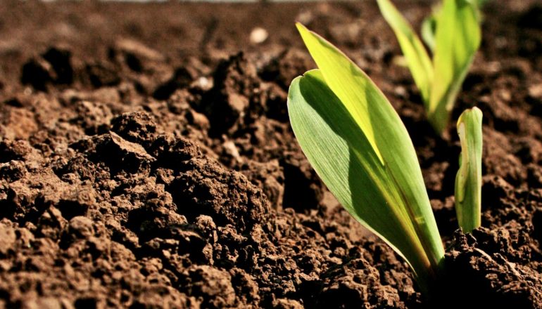 corn seedling in soil