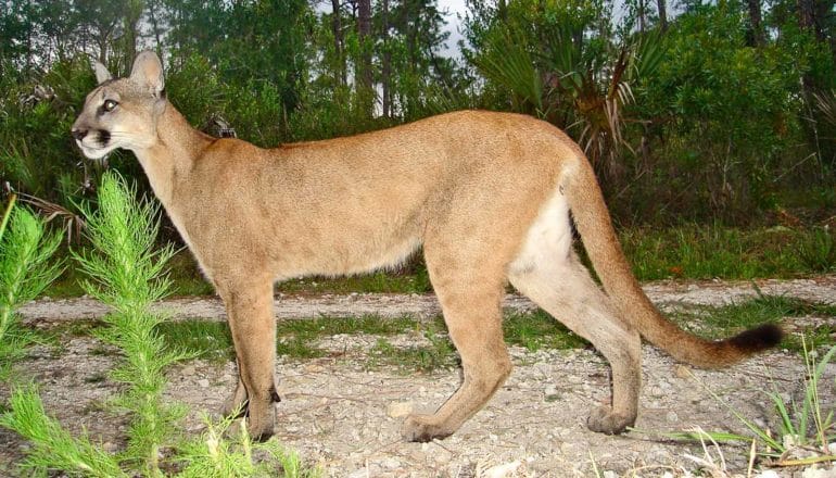 side view of Florida panther