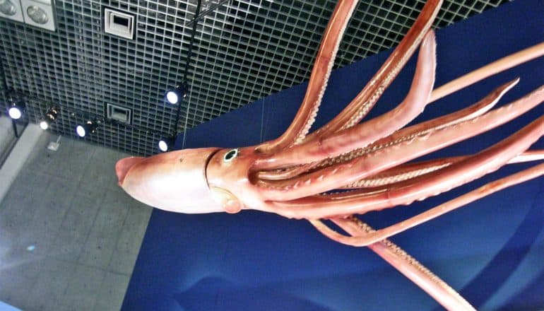 A giant squid replica hangs from a museum ceiling, with its 10 tentacles made to look as though its swimming