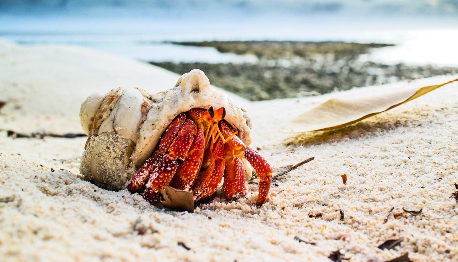 Hermit Crabs May Offer Insights Into Wealth Inequality Futurity