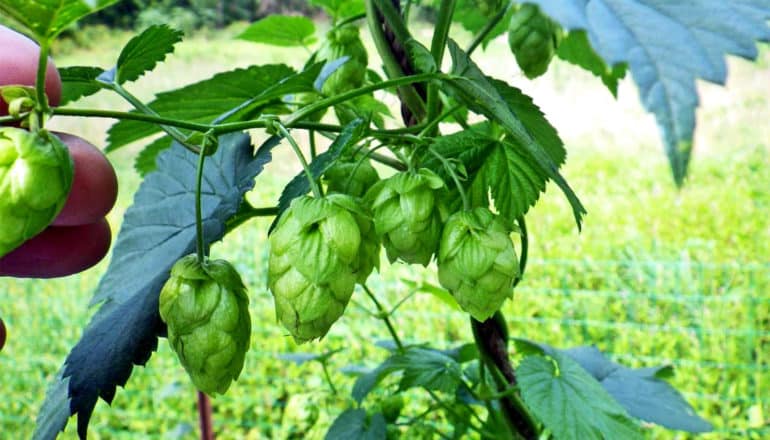 Bright green hops grow in a field