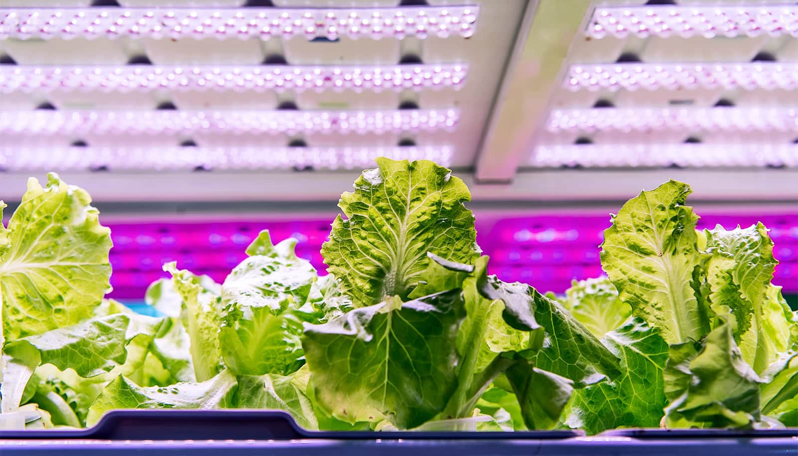 Standards would boost efficiency of LED lighting in greenhouses - Futurity