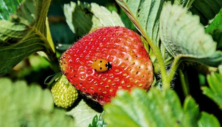 A ladybug sits on a strawberry surrounded by green leaves