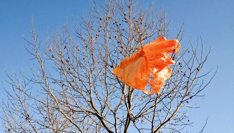 orange plastic bag caught in tree branches