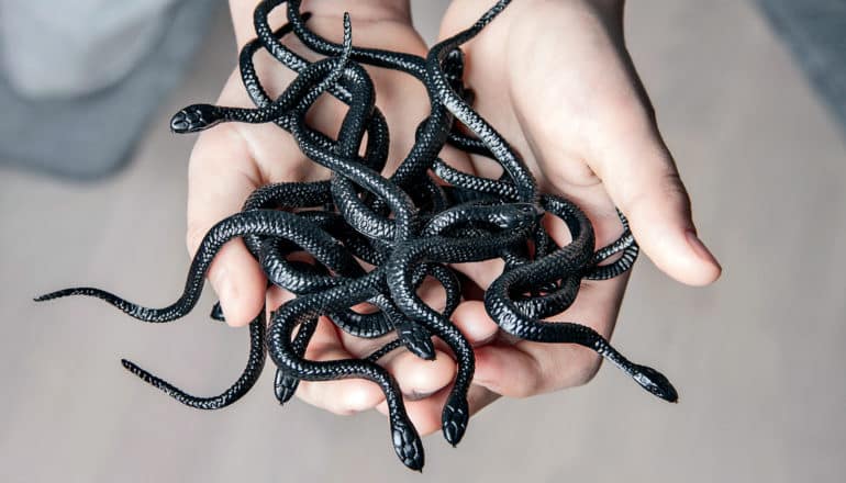 hands hold many toy snakes