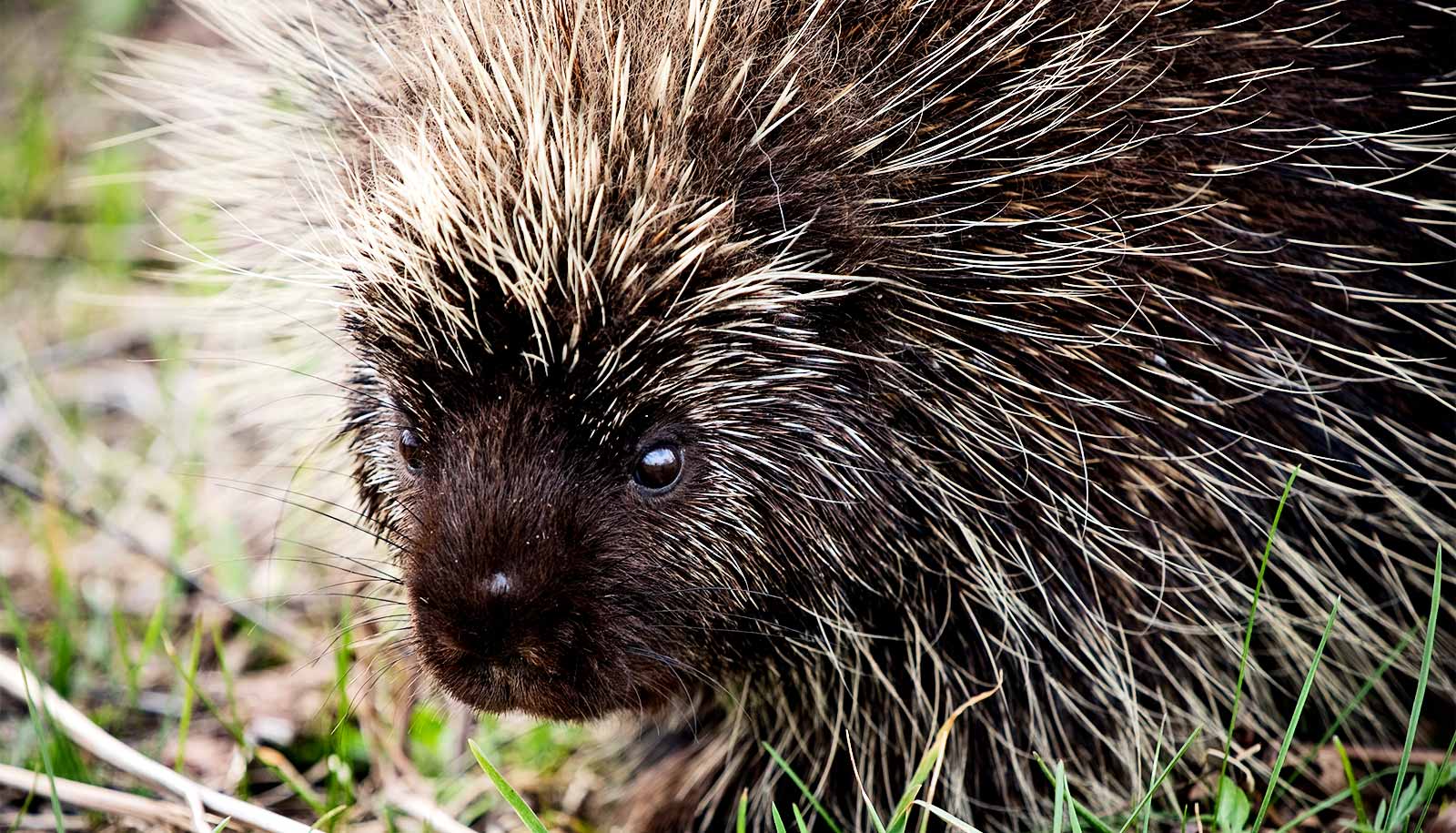 Porcupine quills inspire new medical innovations